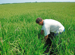 Фенологические наблюдения за развитием риса