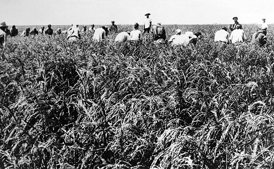 Ручная прополка на рисовых плантациях в совхозе <br>«Черкесский»
