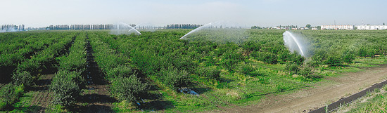 krasnodar013.jpg